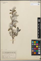 Foto von Salix glauca L.